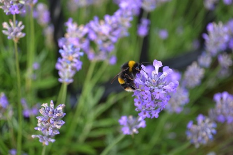 Bumblebee on lavender